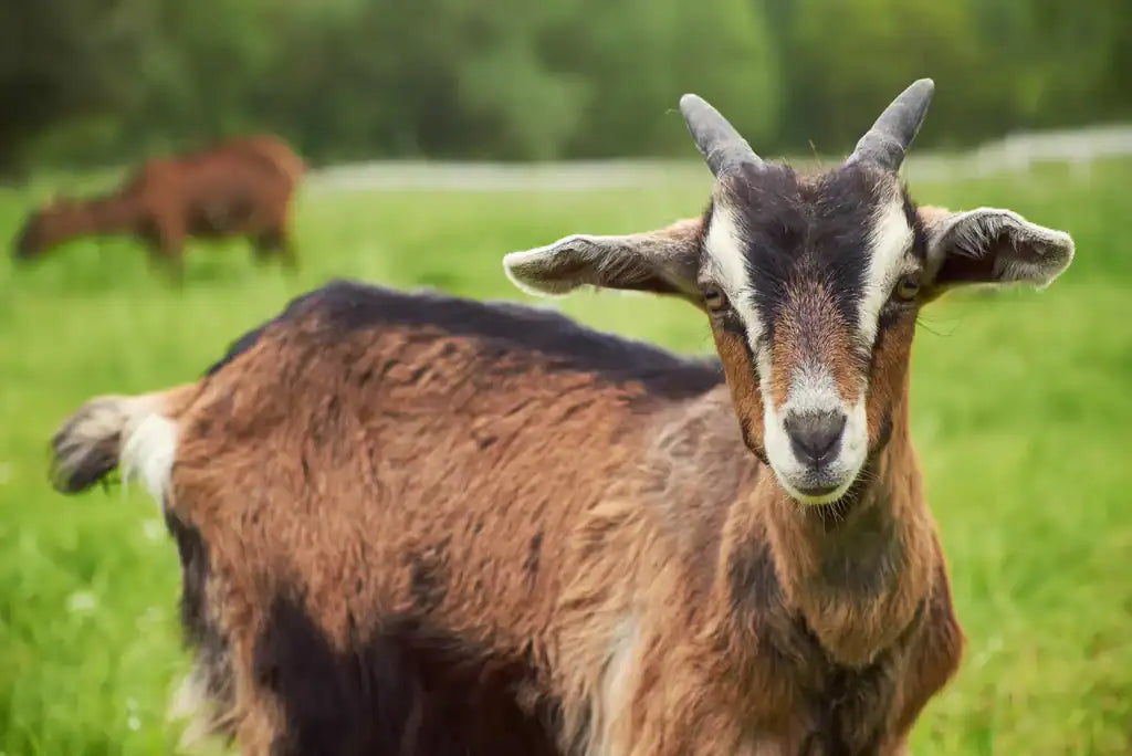 Holle Goat Stage PRE vs Stage 1: What Parents Should Know