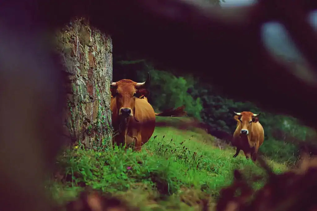 Organic vs Biodynamic Farming: Why Animal Welfare Matters for Baby Formula