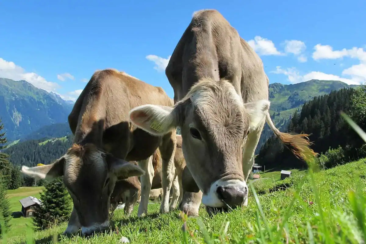Demeter Organic Certification and Biodynamic Baby Food